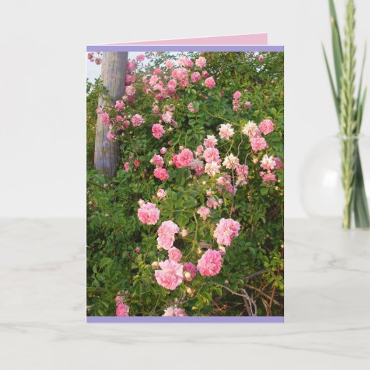 Carte de fleurs de rosiers grimpants roses (Devant)