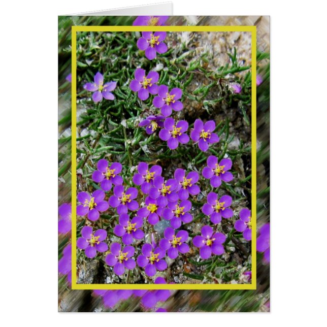 Carte de fleurs sauvages (Devant)