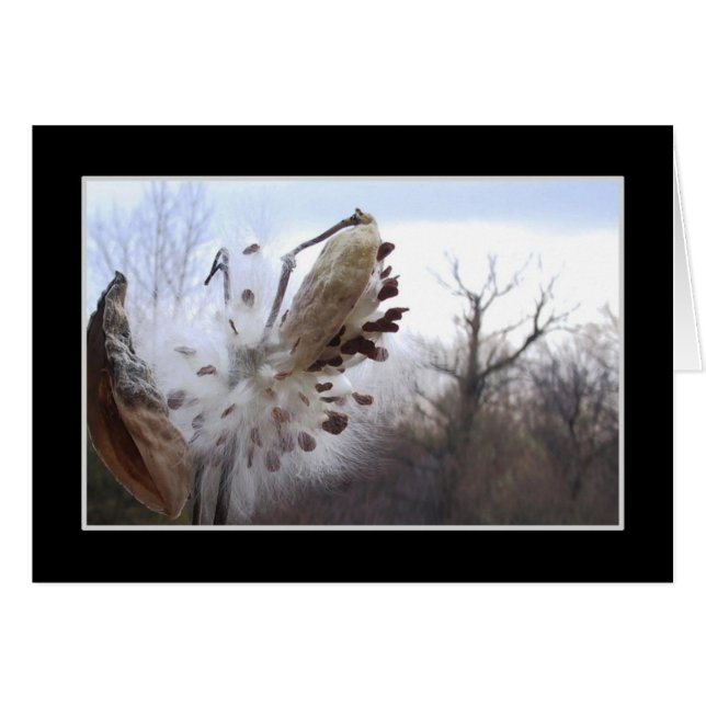 Carte de floraison de cosse de Milkweed (Devant horizontal)