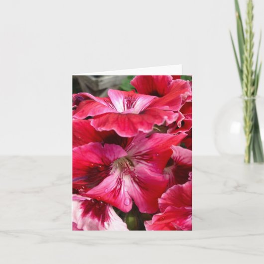 Carte de floraison de géranium rose (Devant)