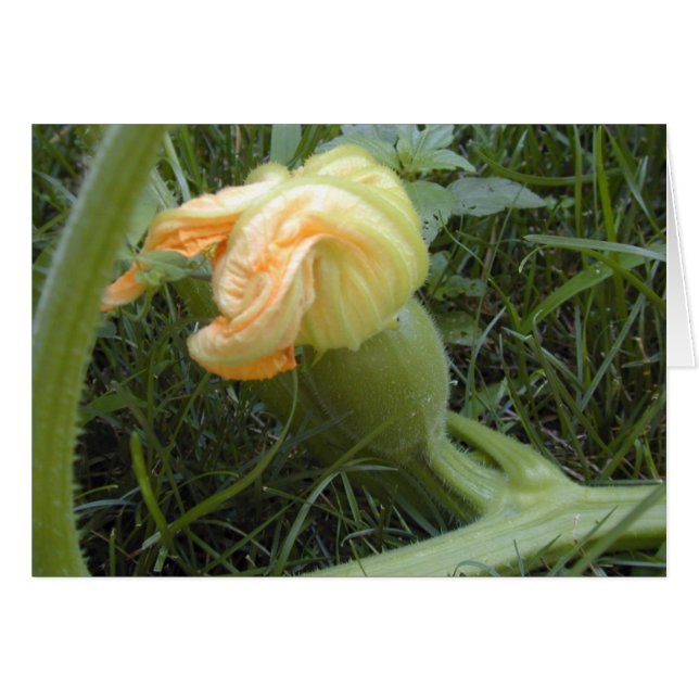 Carte de formage citrouille (Devant horizontal)