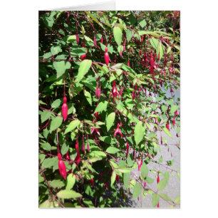 Carte de Fuschia