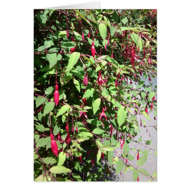 Carte de Fuschia (Devant)