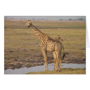 Carte de girafe
