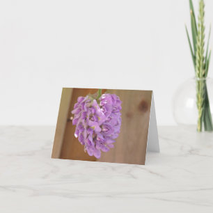 Carte de glycine américaine (Wisteria frutescens)