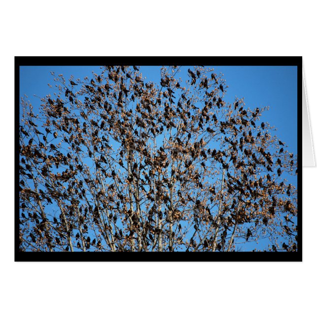 Carte de Grackles (Devant horizontal)