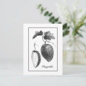 Carte de gravure chayote vintage (Debout devant)