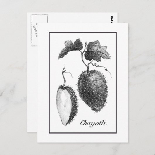 Carte de gravure chayote vintage (Devant / Derrière)