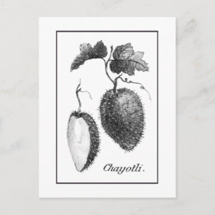 Carte de gravure chayote vintage