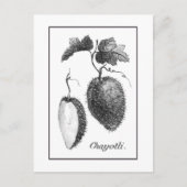 Carte de gravure chayote vintage (Devant)