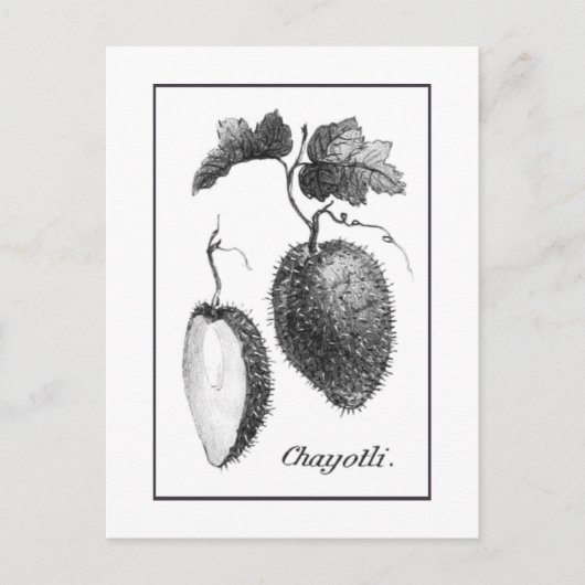 Carte de gravure chayote vintage (Devant)