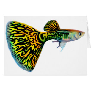 Carte de guppy de cobra de peau de serpent