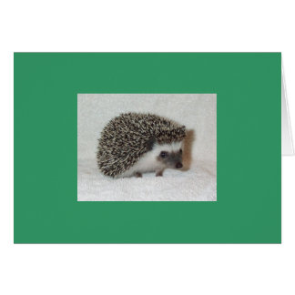 Carte de hérisson foncé