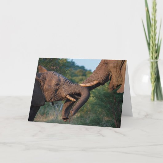 Carte de jeu d'éléphants (Devant)