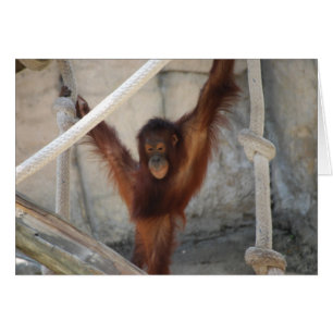 Carte de jeune d'Orangutang