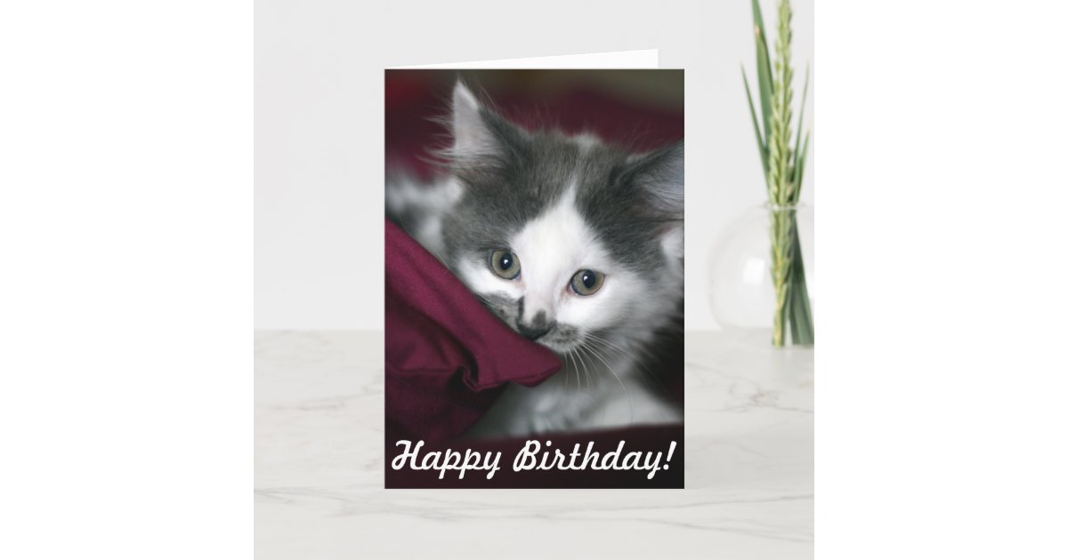 Carte De Joyeux Anniversaire Avec Le Petit Chaton Zazzle Be Carte De Joyeux Anniversaire Avec Le Petit Chaton Zazzle Be