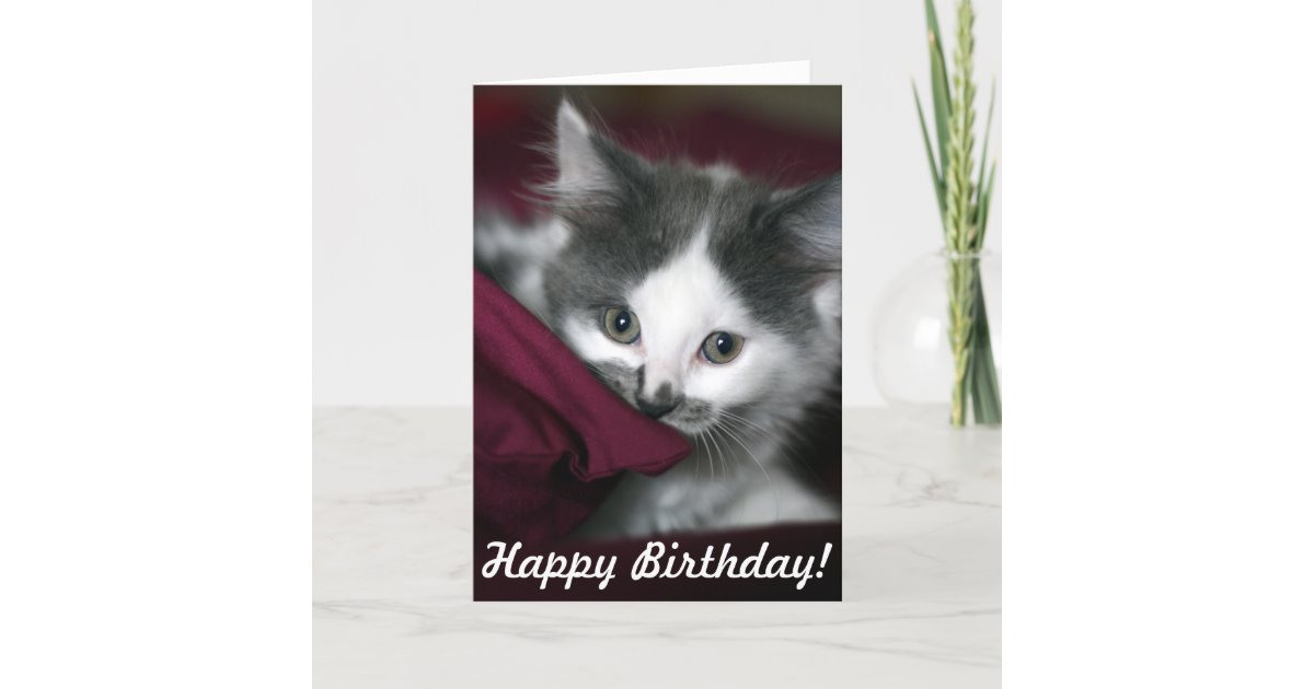 Carte De Joyeux Anniversaire Avec Le Petit Chaton Zazzle Be