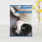 Carte de joyeux anniversaire de photo de chat (Fleur jaune)