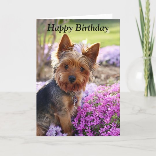 Carte De Joyeux Anniversaire De Photo De Chien De Zazzle Be