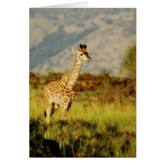 Carte de la faune de la petite girafe (Devant)