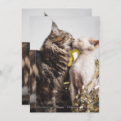 Carte de la Saint-Valentin "Deux Chats" (Devant / Derrière)