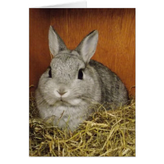 Carte de lapin mignonne