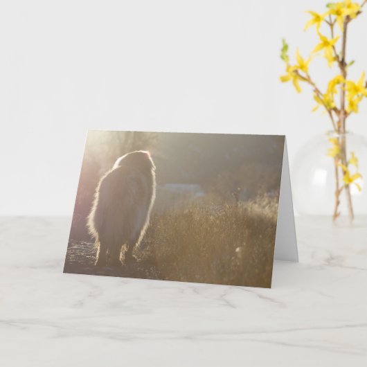 Carte de Leonberger Symapthy (Fleur jaune)