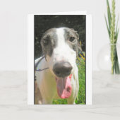 Carte de lévrier (Devant)