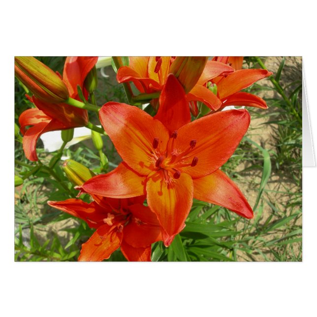 carte de lièvre orange (Devant horizontal)