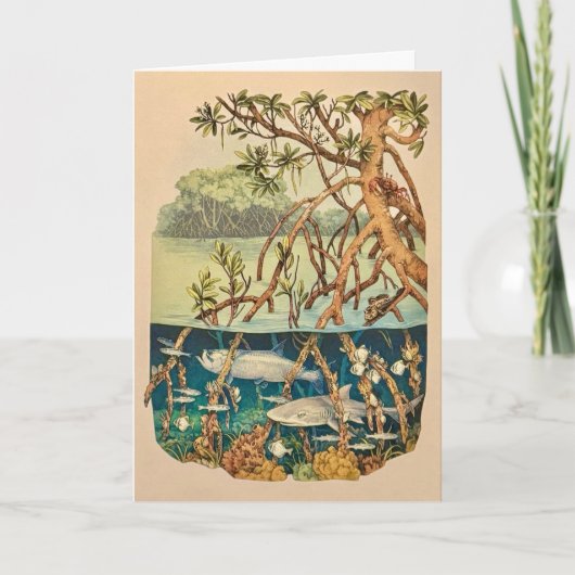 Carte de l'île de la mangrove (Devant)