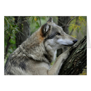 Carte de loup gris