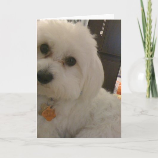 Carte de Maltipoo (Devant)