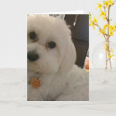 Carte de Maltipoo (Fleur jaune)