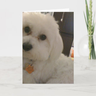 Carte de Maltipoo