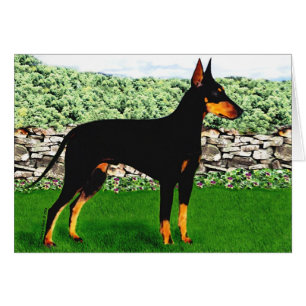 Carte de Manchester Terrier