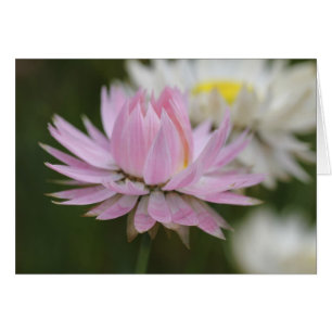 Carte de marguerite rose