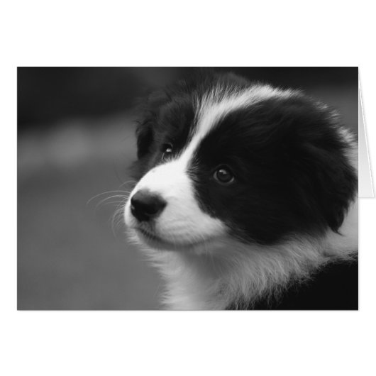 Carte de marionnette Collie Bordure (Devant horizontal)