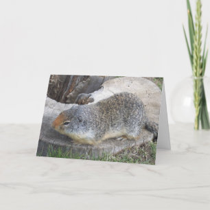 Carte de marmotte