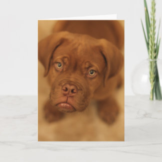carte de mastiff de chiot de dogue de bordeaux