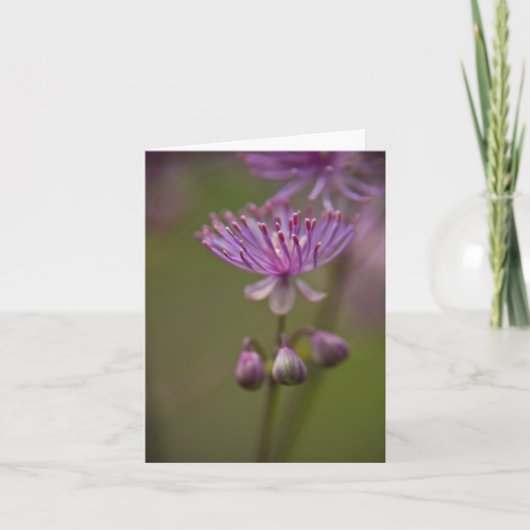 Carte de Meadow (Devant)