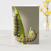 Carte de Monarch butterfly caterpillars (Fleur jaune)