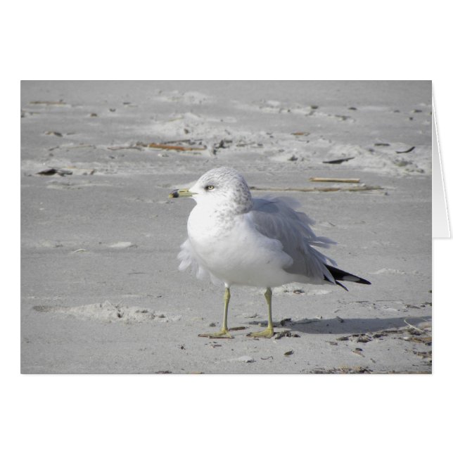 Carte de mouette soufflée (Devant horizontal)