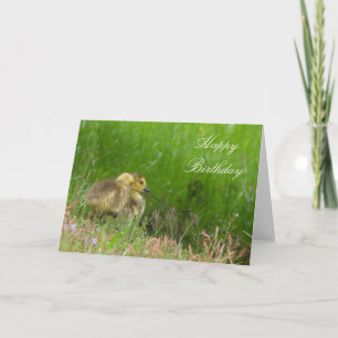Carte de naissance ou carte de vœux de poussins. P