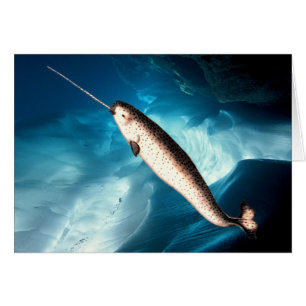 Carte de Narwhal