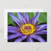 Carte de nénuphar (Devant / Derrière)