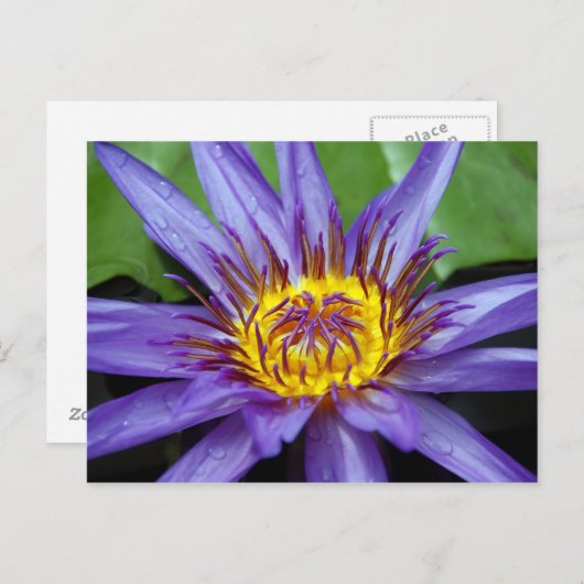 Carte de nénuphar (Devant / Derrière)