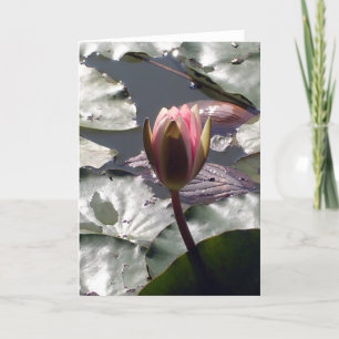 Carte de nénuphar rose