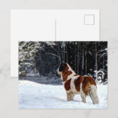 carte de Noël avec Saint Bernard enneigé (Devant / Derrière)