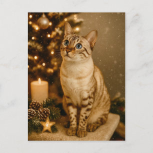 Carte de Noël avec un chat aux yeux bleus dans une