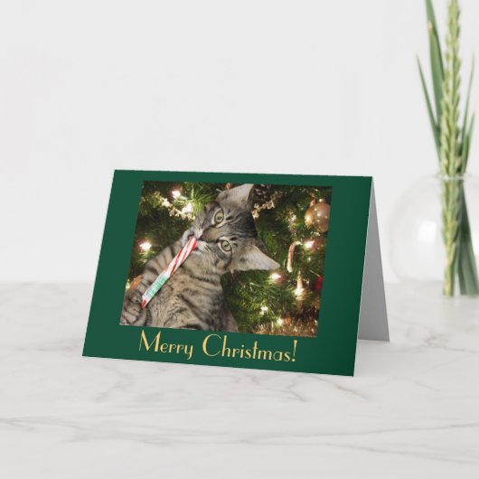 Carte de Noël blanche Sucre de canne de chat (Devant)